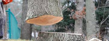 Best Tree Maintenance Programs  in Indian Lake, TX