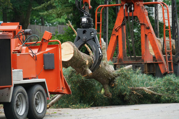 Trusted Indian Lake, TX Tree Services Experts